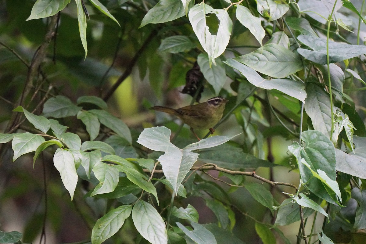 ミスジアメリカムシクイ - ML652974663