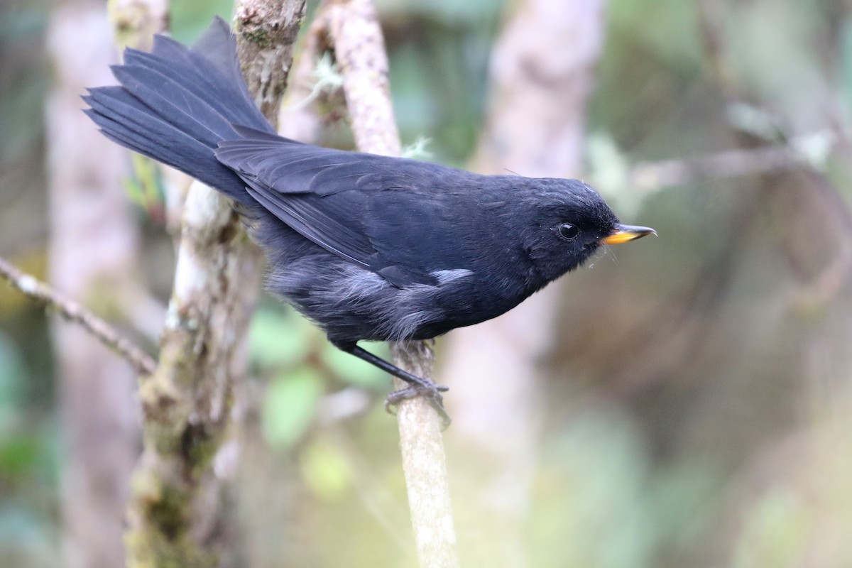 クロハナサシミツドリ - ML652974964