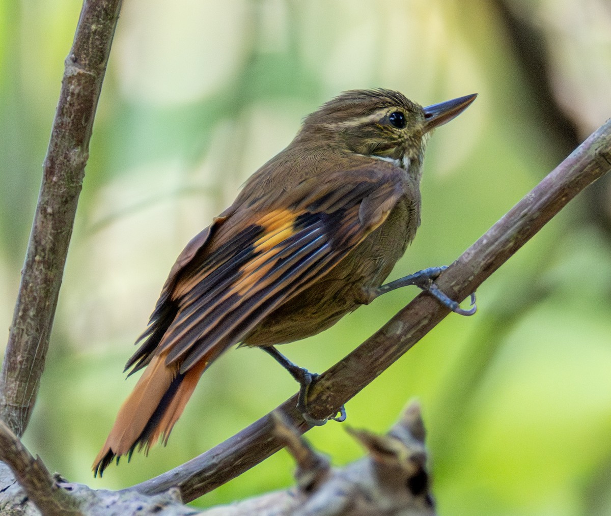 Northern Plain-Xenops - ML652974965