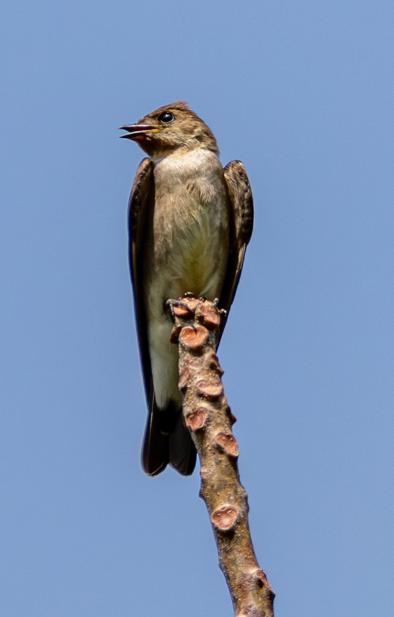 オビナシショウドウツバメ - ML652974977