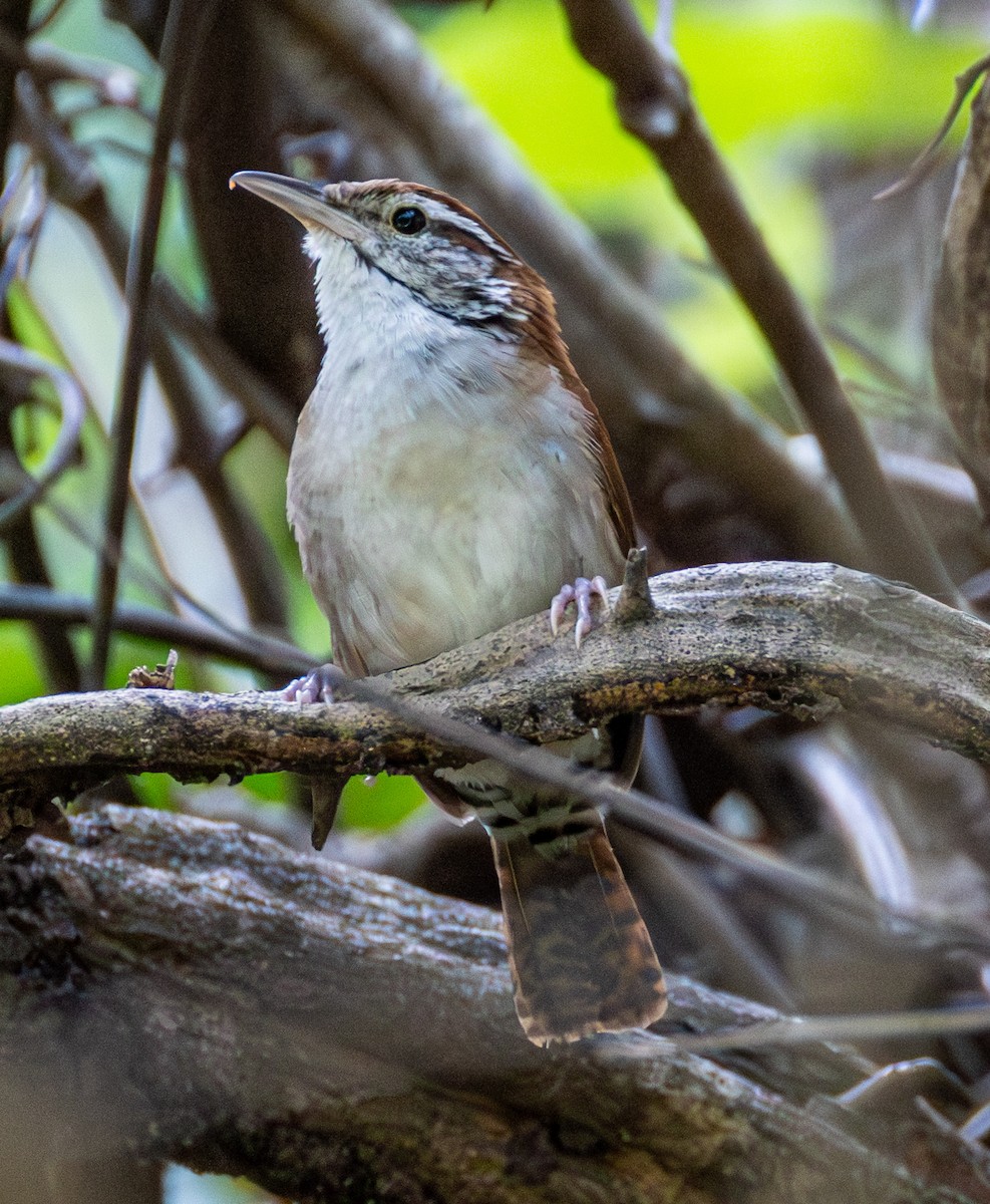 セアカマユミソサザイ - ML652975000