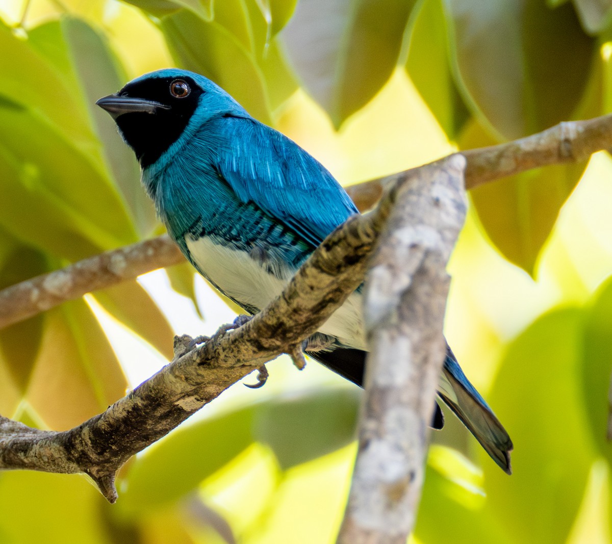 ツバメフウキンチョウ - ML652975005