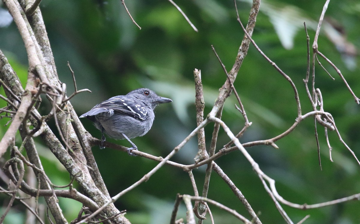 ハイイロアリモズ - ML652975536