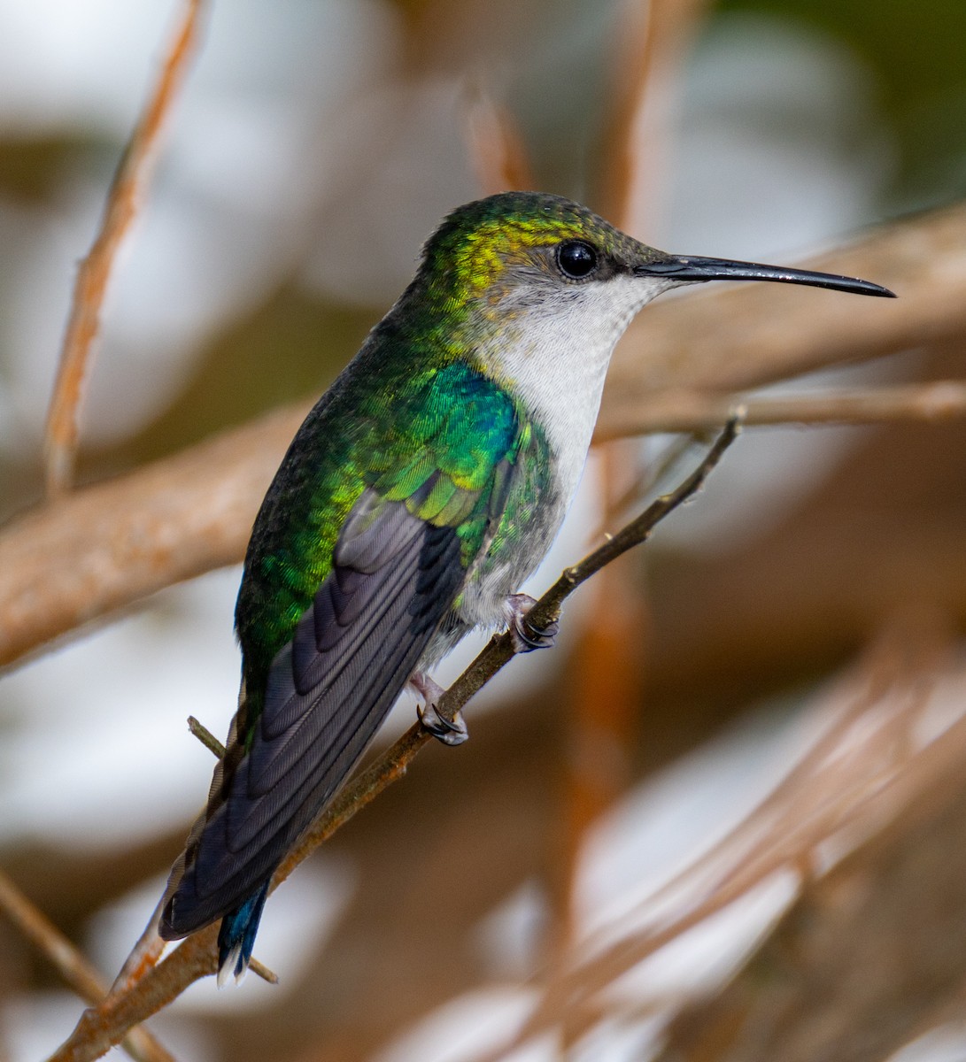 アオボウシモリハチドリ - ML652975673