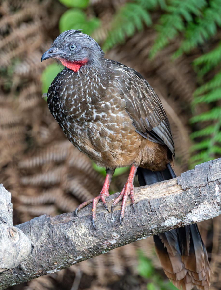 オビオシャクケイ - ML652975678