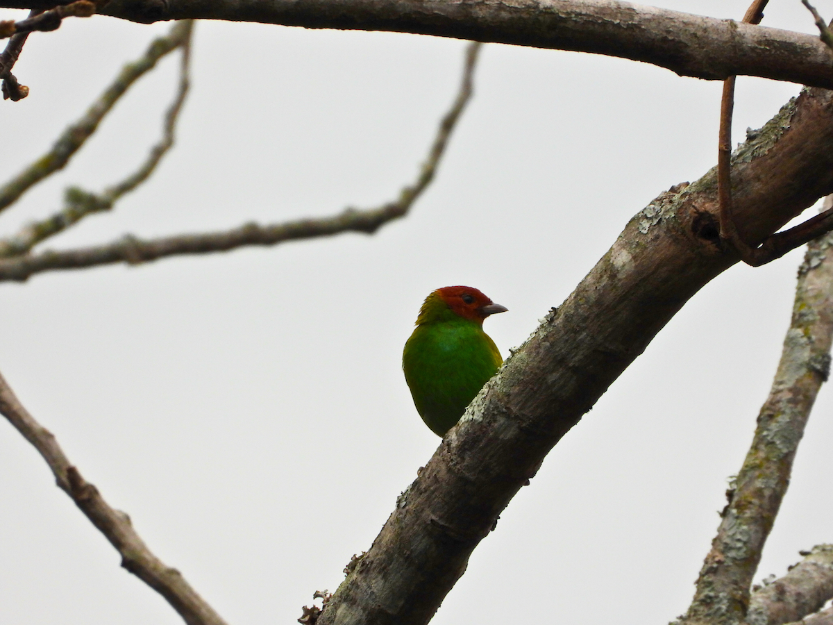 チャガシラフウキンチョウ - ML652975695