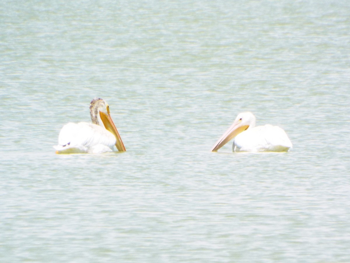 American White Pelican - ML65297591