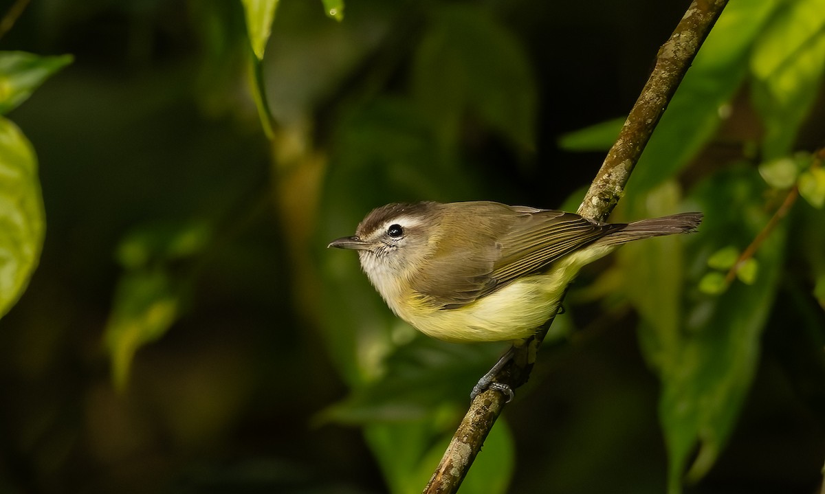 Braunkappenvireo - ML652978681