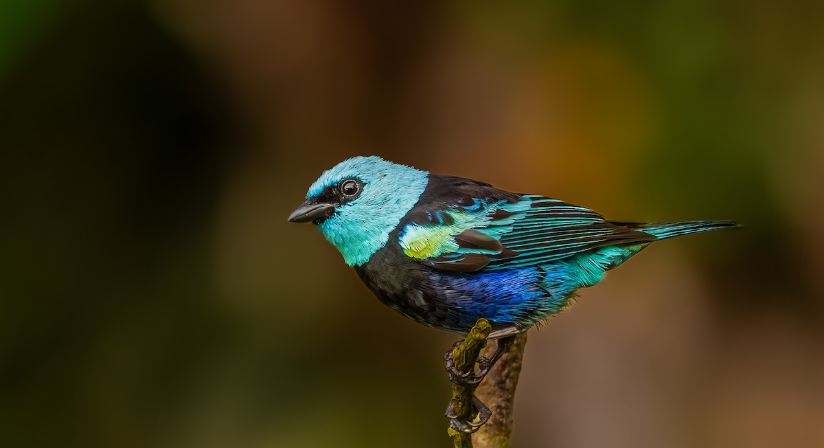 Blue-necked Tanager - ML652979587