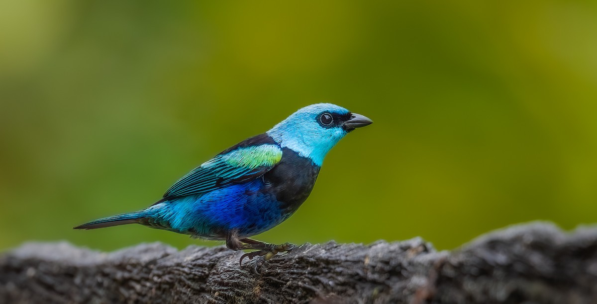 Blue-necked Tanager - ML652980261