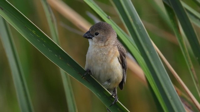 Marsh Seedeater - ML652980416