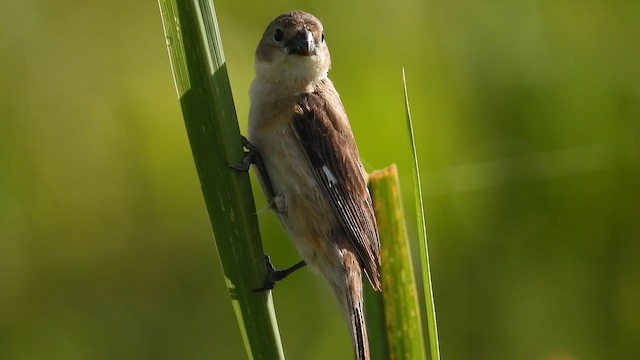 Marsh Seedeater - ML652980778