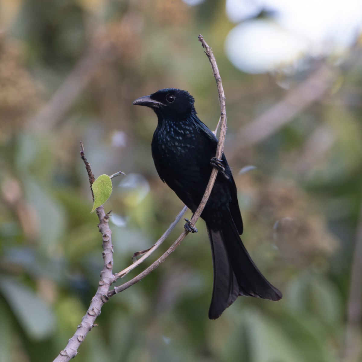 Palawan Drongo - ML652983914