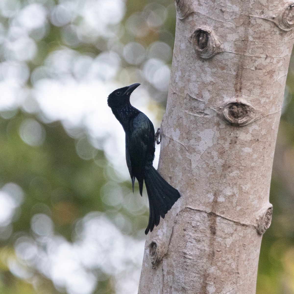 Palawan Drongo - ML652983915