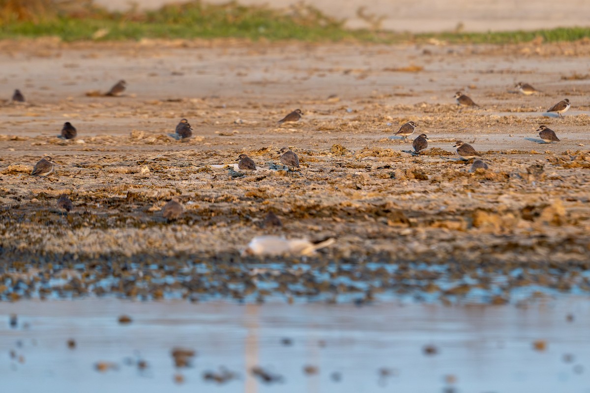sand-plover sp. - ML652984318