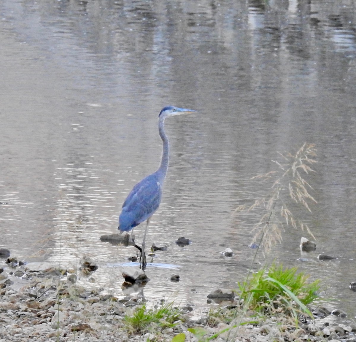 Great Blue Heron - ML65298481