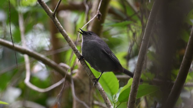 ネコマネドリ - ML652989045