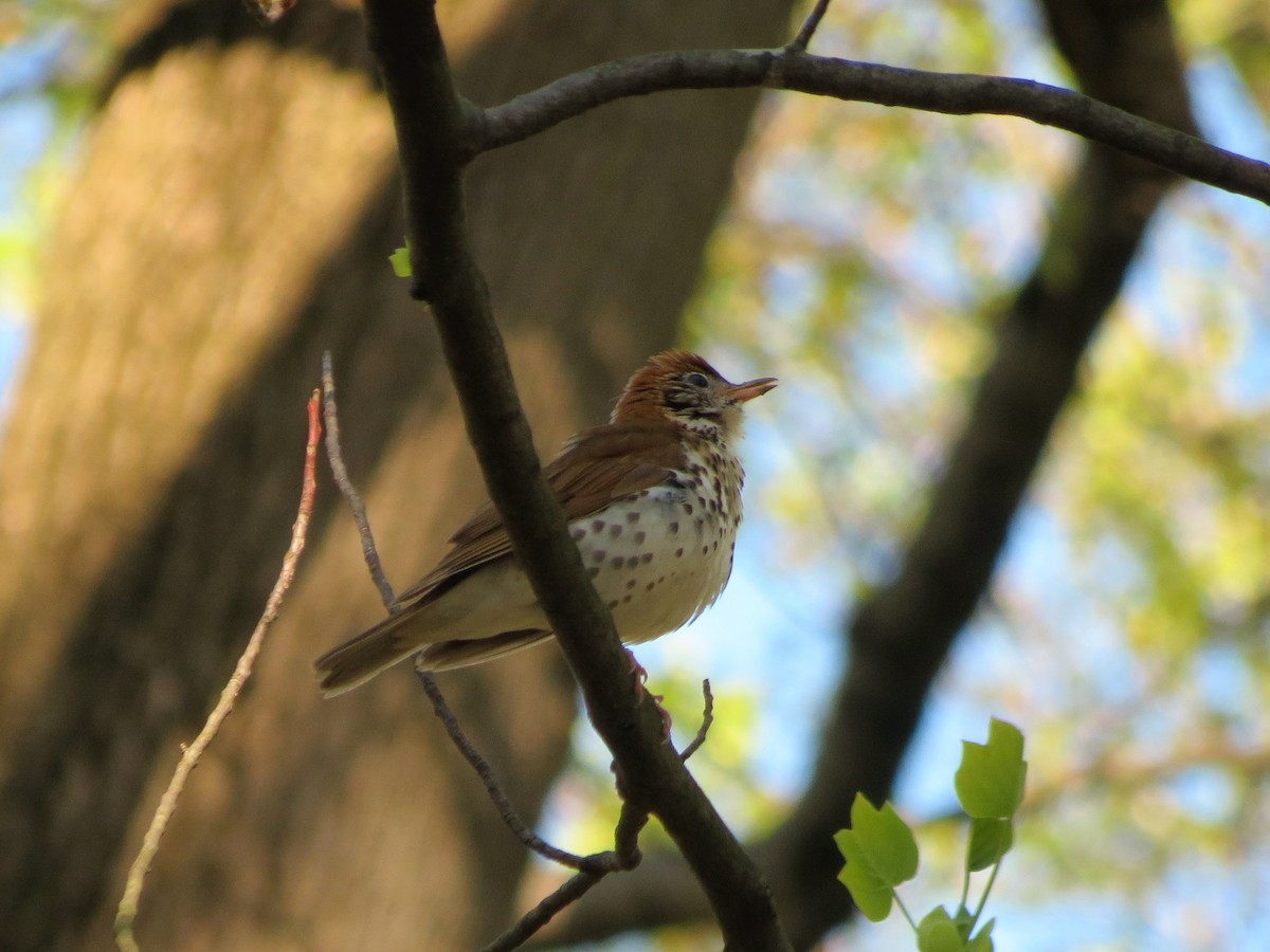 Wood Thrush - Brian Henderson