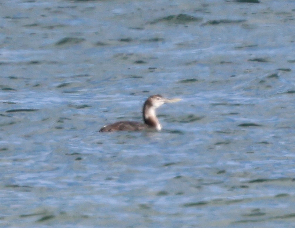 Yellow-billed Loon - ML652989768