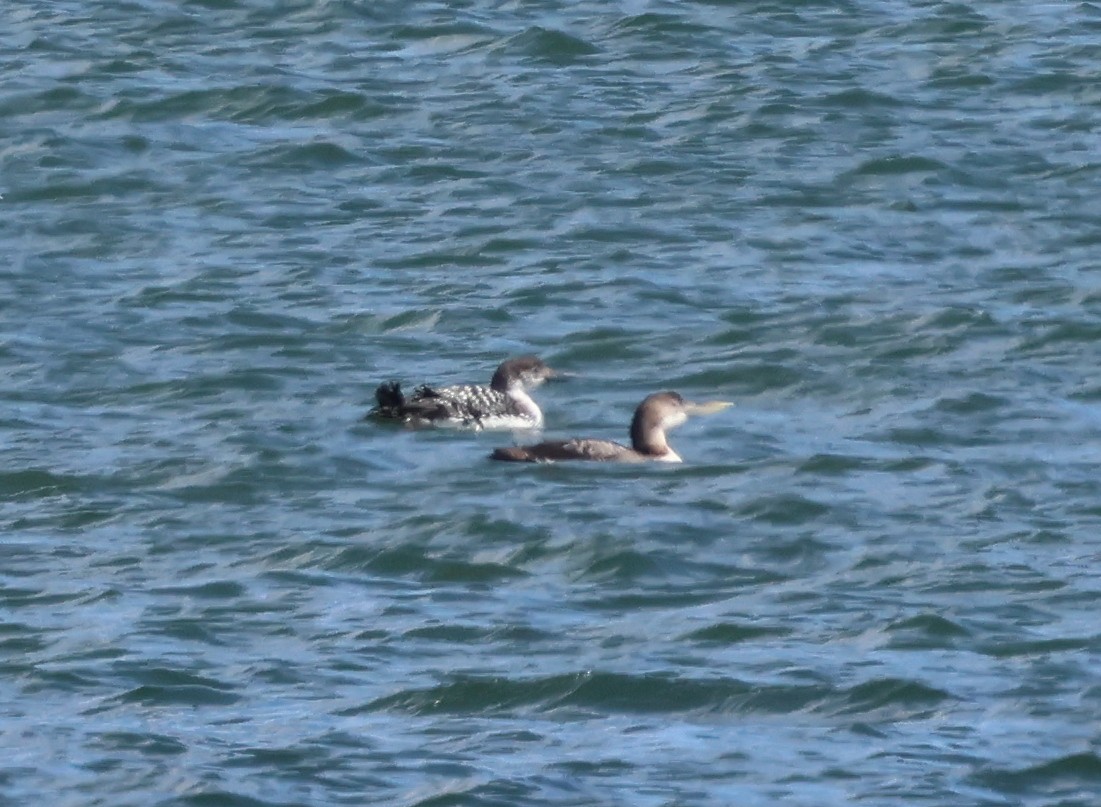 Yellow-billed Loon - ML652989769