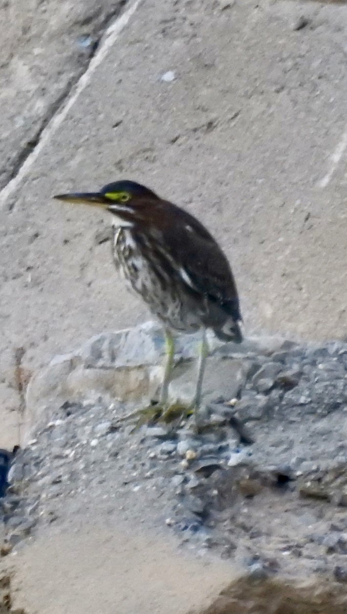 Green Heron - ML65299021