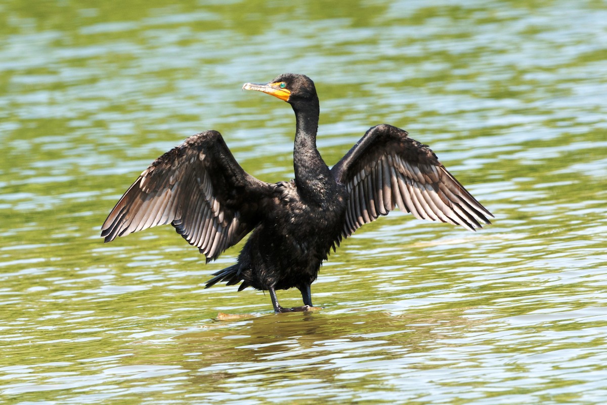 Double-crested Cormorant - ML65299151