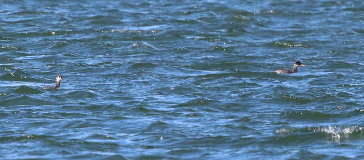 Red-necked Grebe - ML652993378