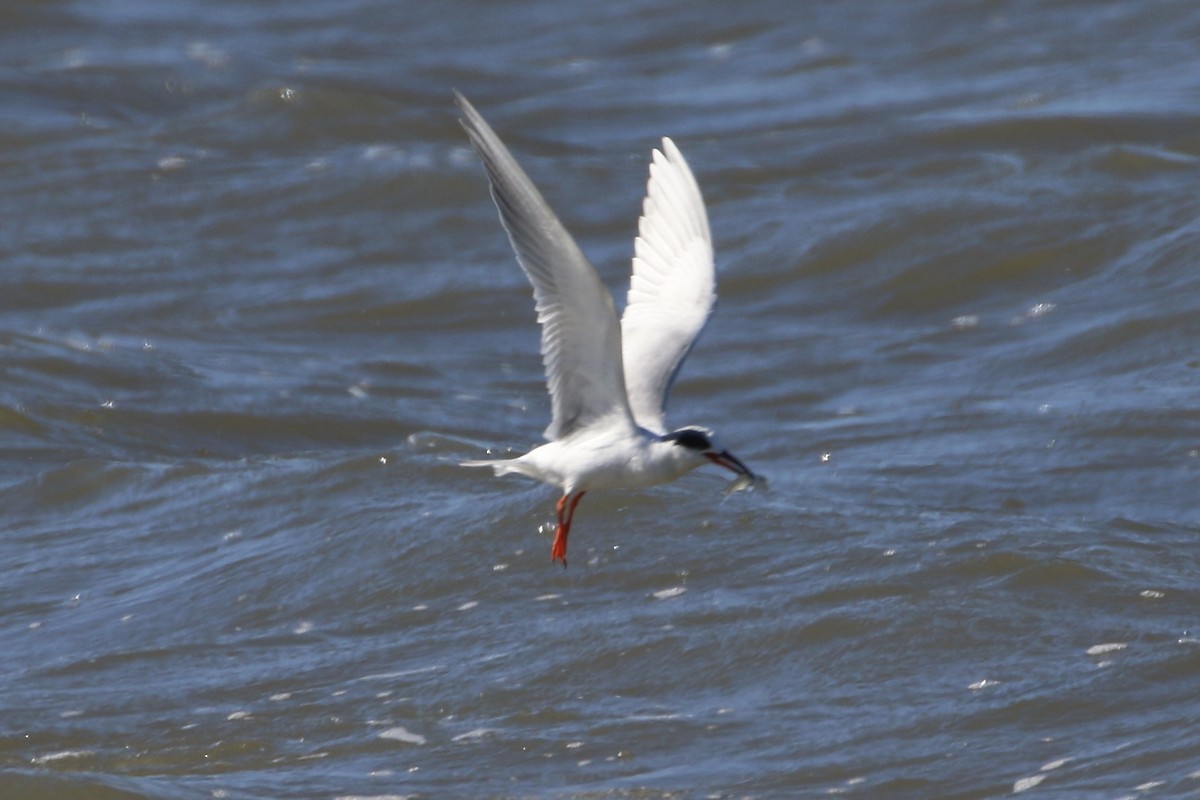 Forster's Tern - ML652996112