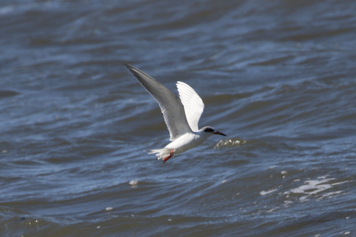 Forster's Tern - ML652996117