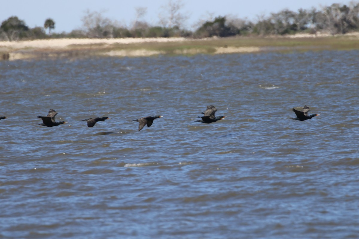 Double-crested Cormorant - ML652996121