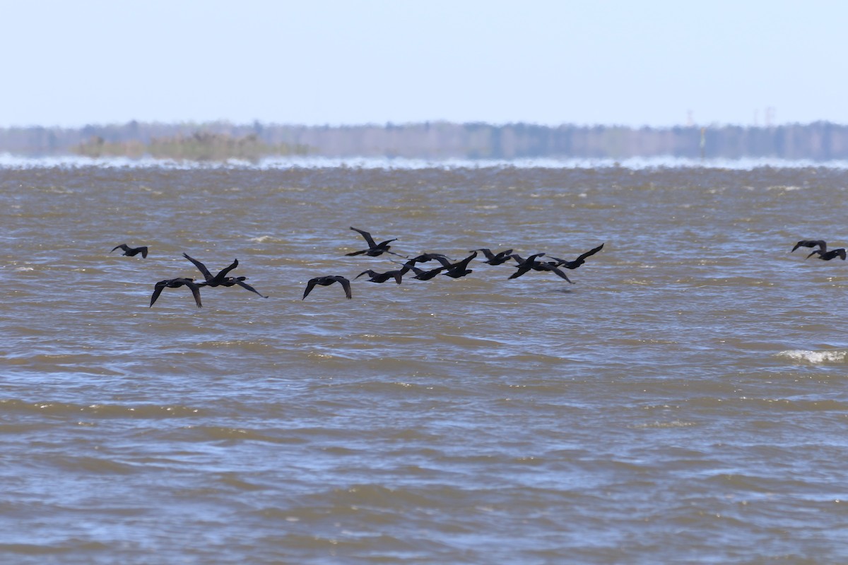 Double-crested Cormorant - ML652996132