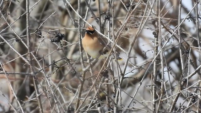 Cedar Waxwing - ML652996693