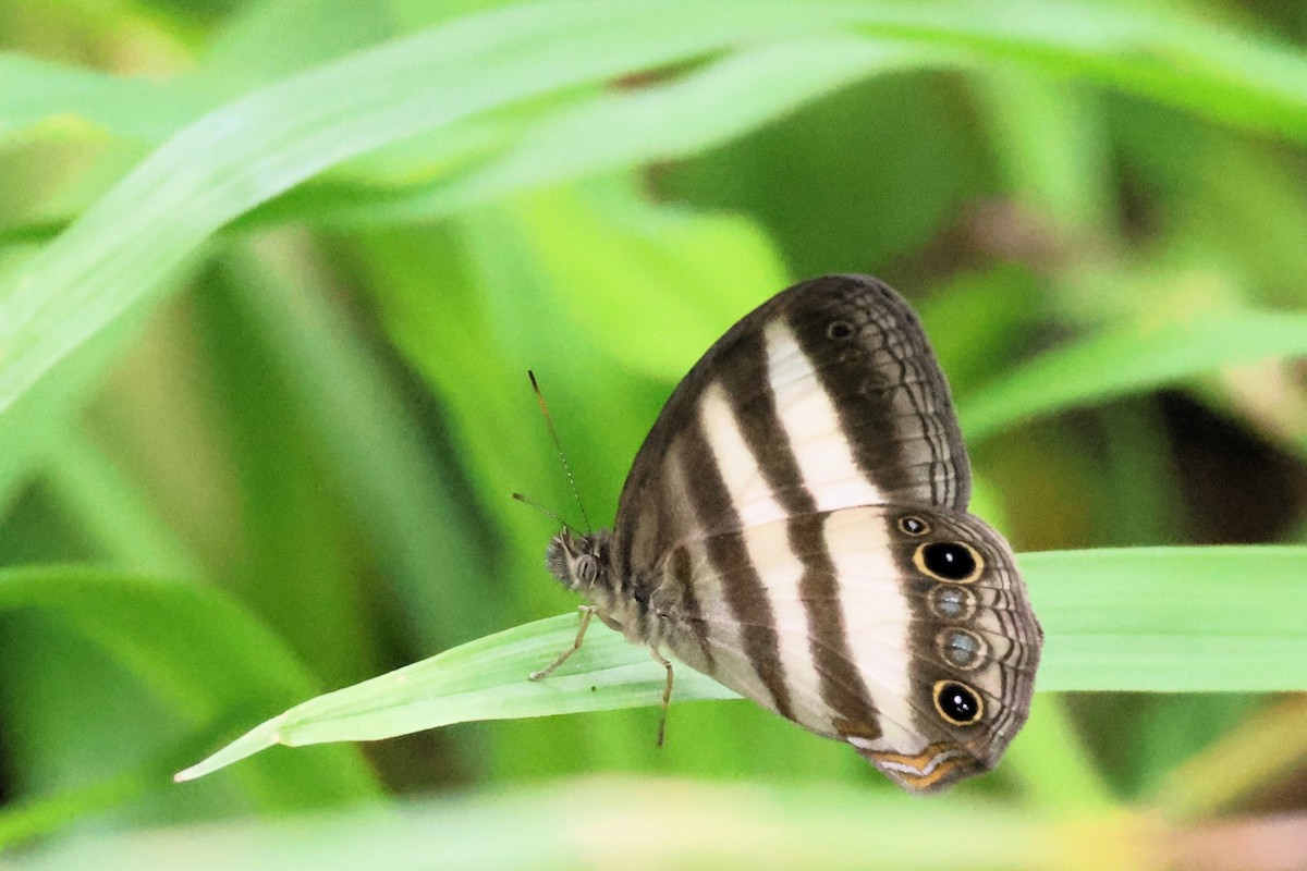 White Satyr - ML653000736