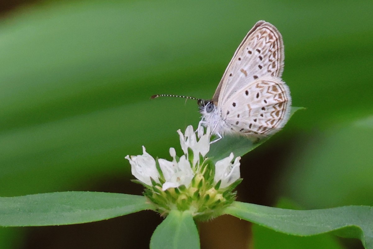 Cyna Blue - ML653001496