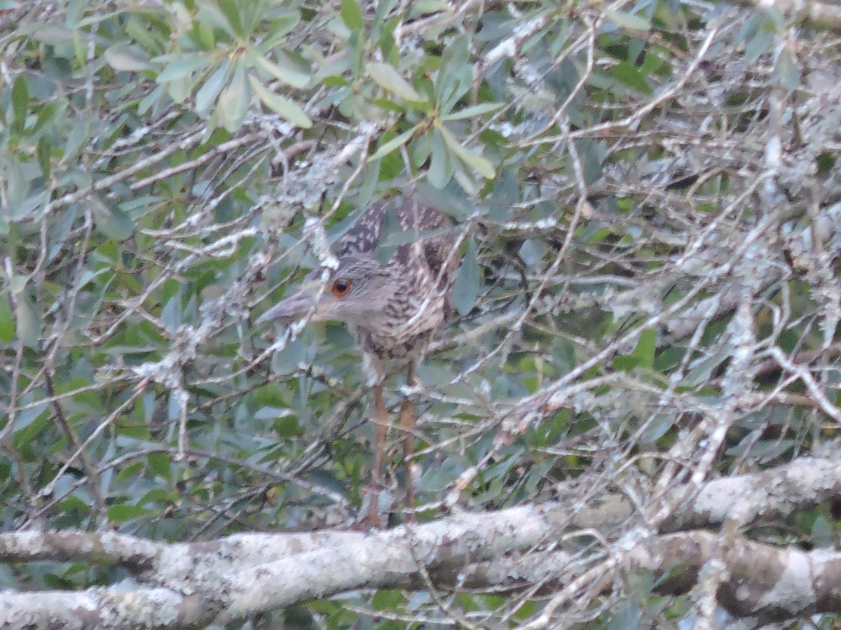 Yellow-crowned Night Heron - ML65300521