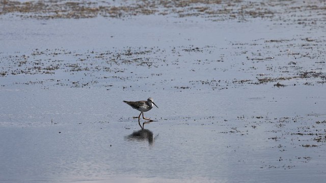 Greater Yellowlegs - ML653005578