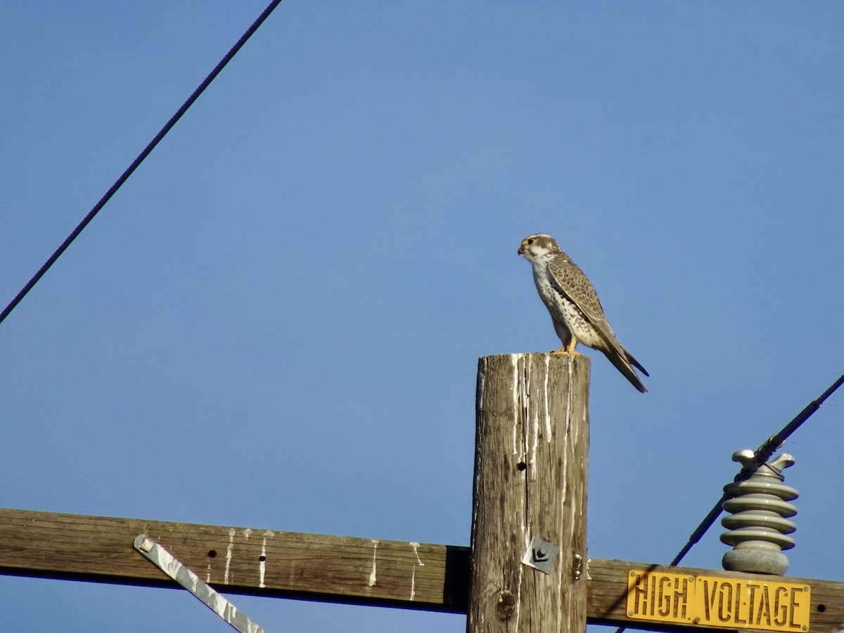Prairie Falcon - ML653012157