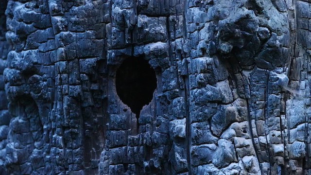Western Screech-Owl - ML653012536