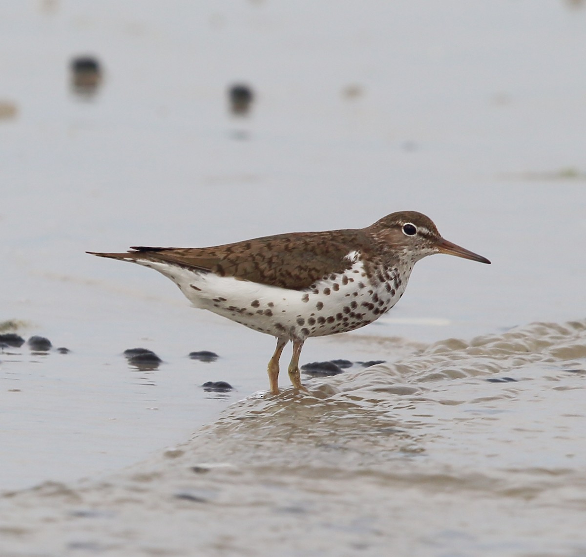 Spotted Sandpiper - Charlie Trapani
