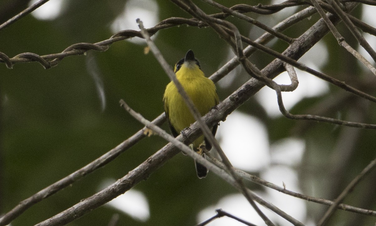 Yellow-browed Tody-Flycatcher - ML65301521