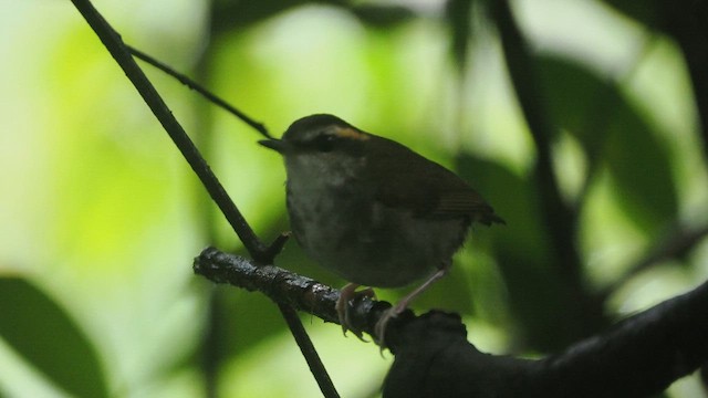 Bornean Stubtail - ML653015989