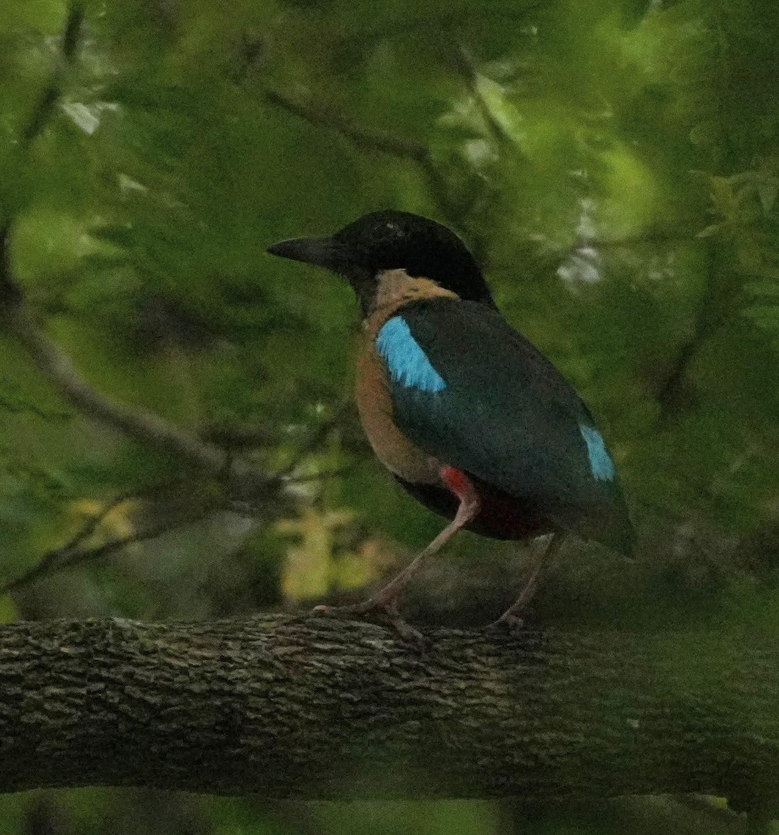 Elegant Pitta - ML653016472