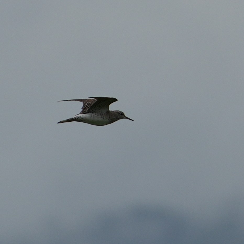 Wood Sandpiper - ML653016940