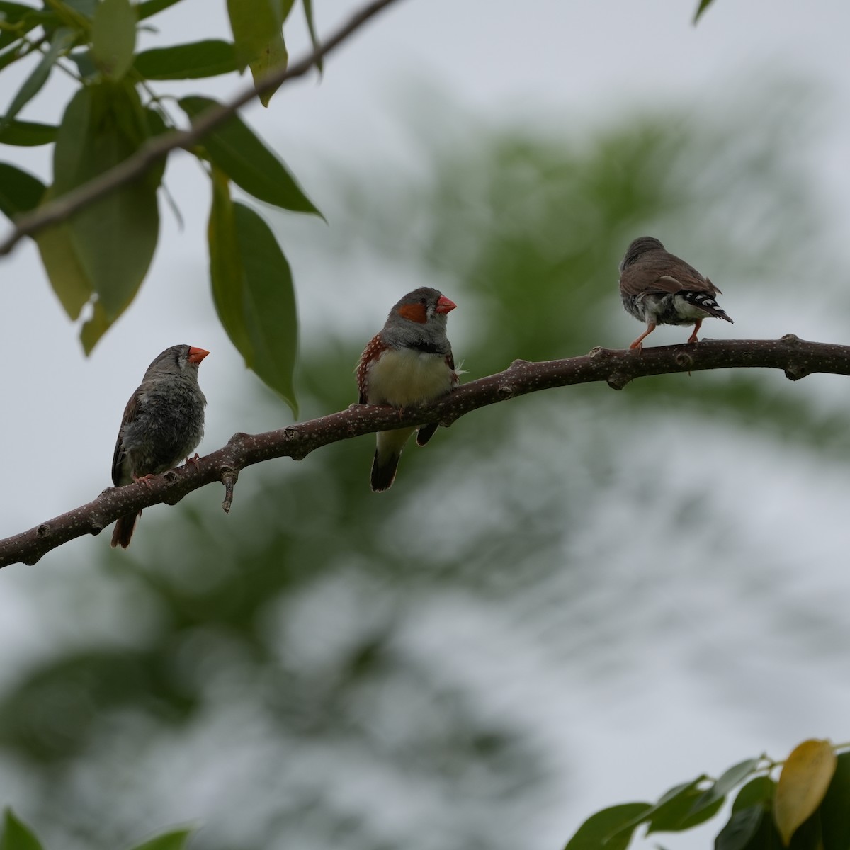 Zebra Finch (Lesser Sundas) - ML653016948