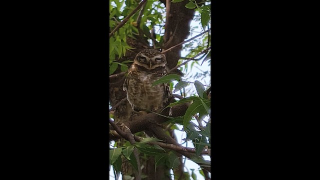 Spotted Owlet - ML653017503