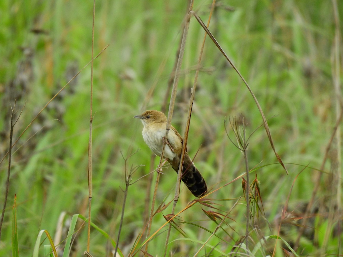Fan-tailed Grassbird - ML653018007