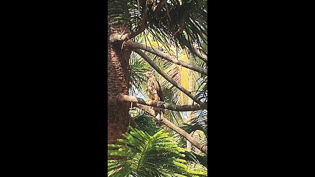 Common Hawk-Cuckoo - ML653018847
