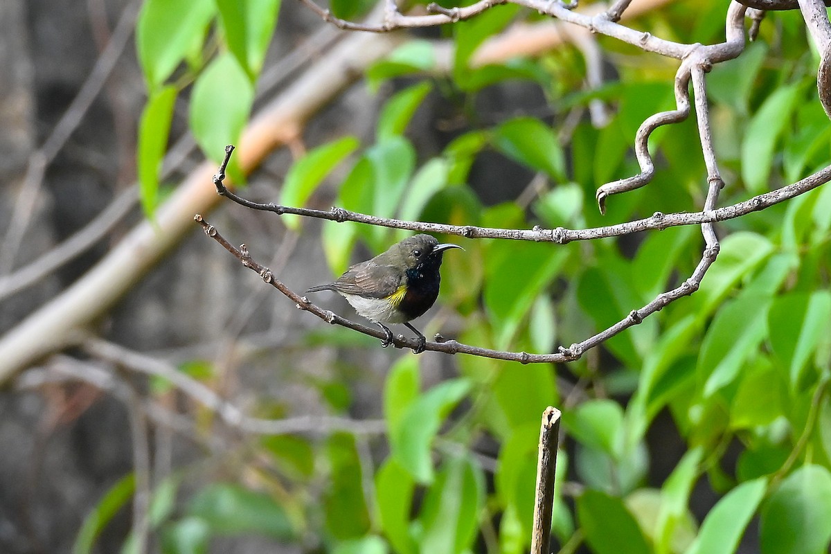 Ornate Sunbird (Cream-bellied) - ML653018896