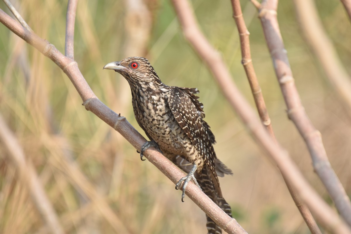 Koel Occidental - ML653019123