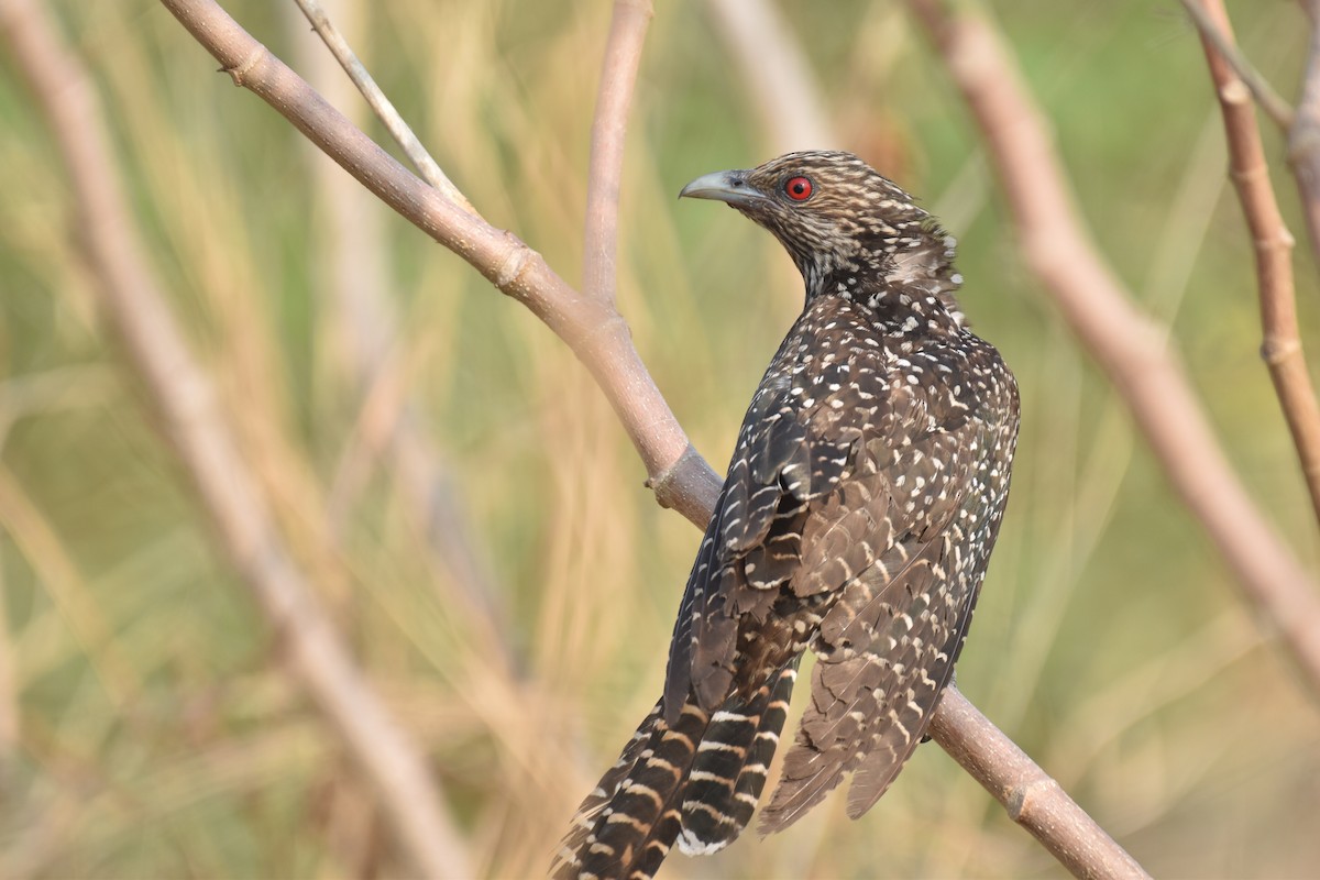 Koel Occidental - ML653019124